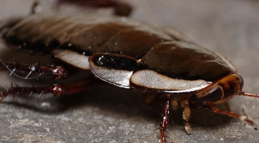 Dangers of Australian Cockroaches?