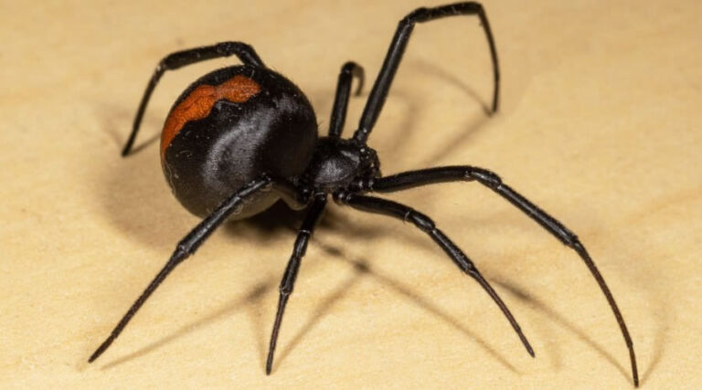 Top 10 Australian Spiders Control Guide - Pro Pest Control Adelaide