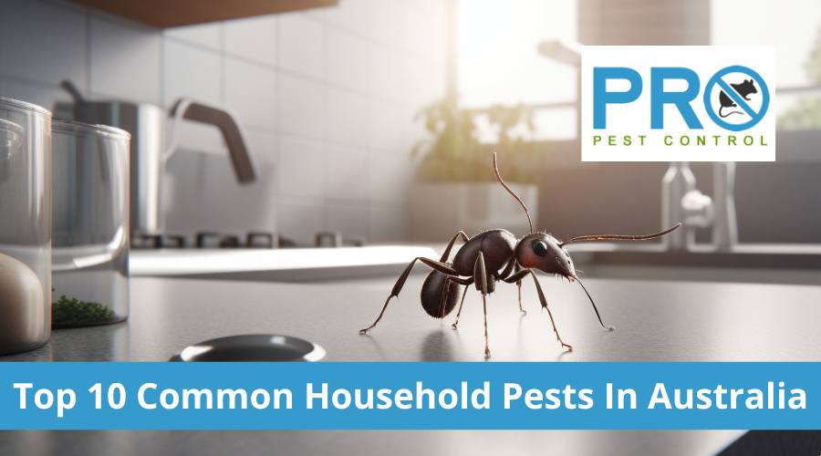 Top 10 Common Household Pests in Australia
