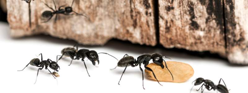 Ant Treatment Service Adelaide