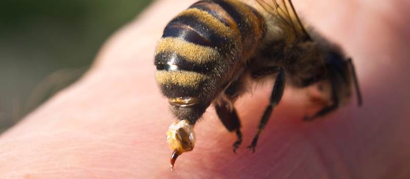 Our #1 Effective Bee Treatments