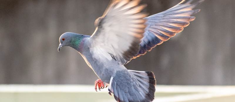 Bird Control Adelaide