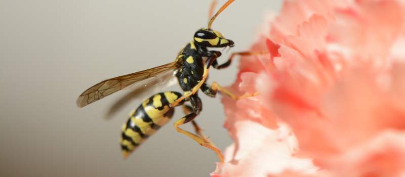 Wasp Control Adelaide