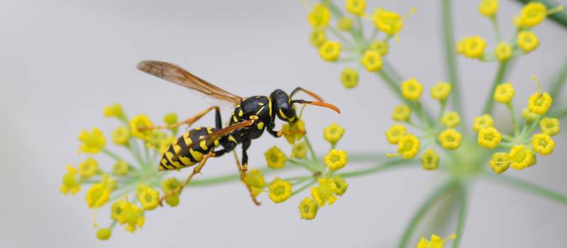 #1 Effective Wasp Treatment Services