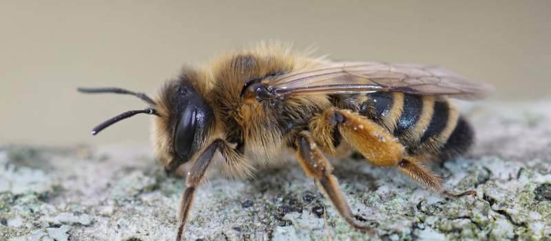 Bee Control Adelaide