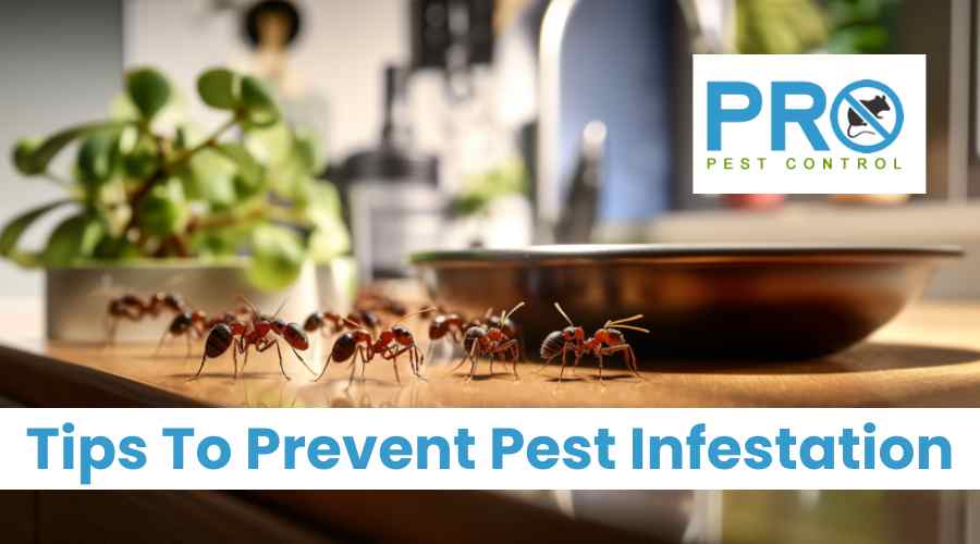 How to Prevent Pest Infestation