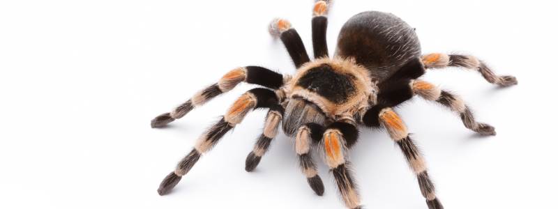 Our Spider Control Services in South Australia
