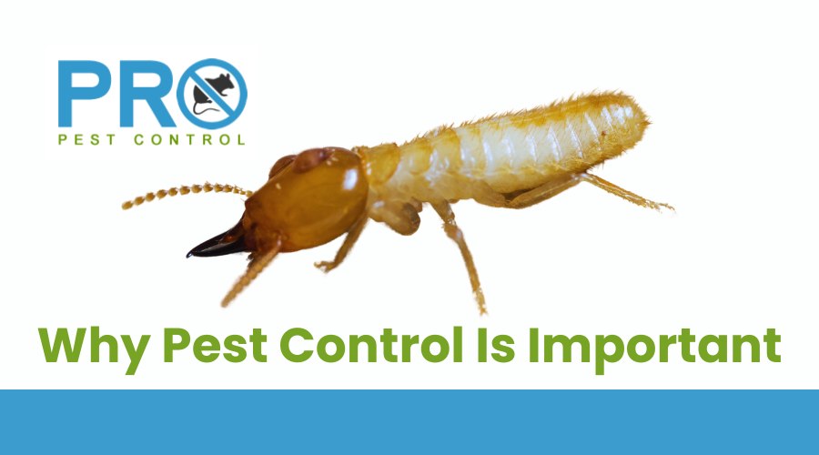 Why Pest Control is Important